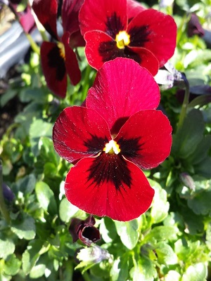 VIOLA Penny Red Blotch